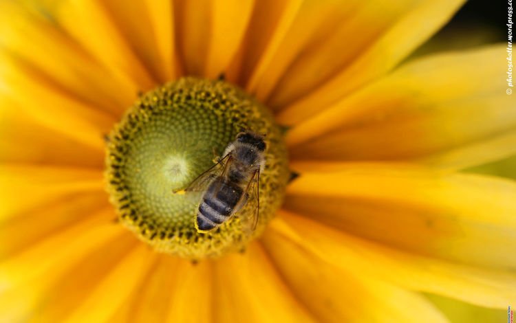макро, насекомое, цветок, пчела, macro, insect, flower, bee