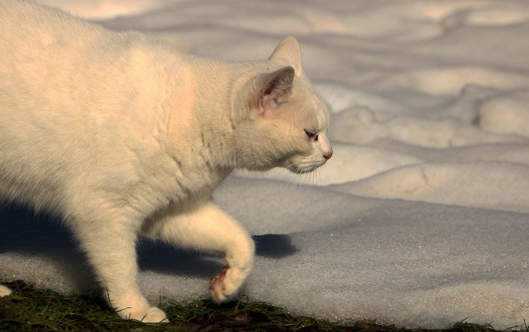 снег, кот, кошка, белый, ошка, snow, cat, white, oshka