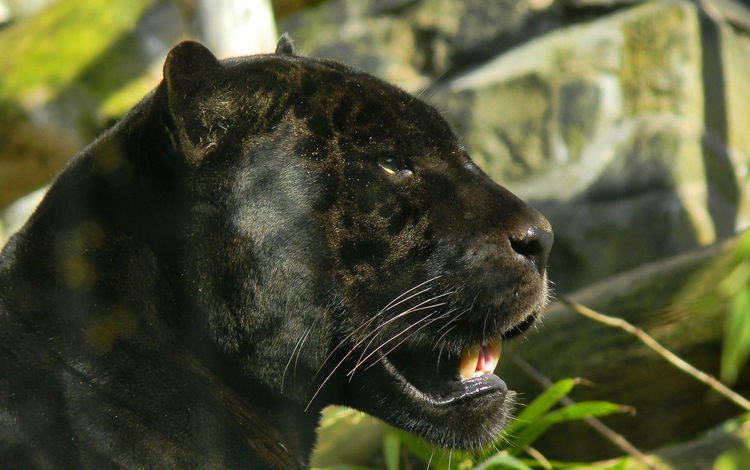 морда, кошка, взгляд, профиль, пантера, черный ягуар, face, cat, look, profile, panther, black jaguar