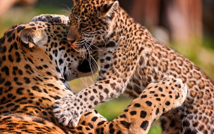 леопард, хищник, большая кошка, детеныш, leopard, predator, big cat, cub
