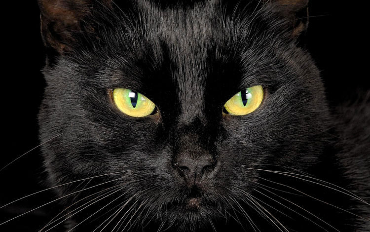 глаза, кот, мордочка, взгляд, черный, eyes, cat, muzzle, look, black