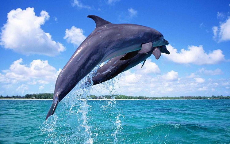 небо, вода, море, горизонт, прыжок, дельфины, дельфин, подводный мир, the sky, water, sea, horizon, jump, dolphins, dolphin, underwater world