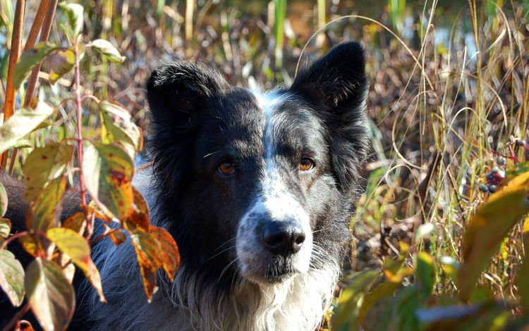 листья, мордочка, взгляд, собака, бордер-колли, leaves, muzzle, look, dog, the border collie