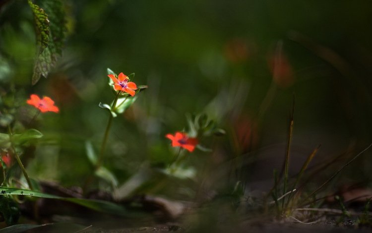 цветы, природа, лето, лепестки, размытость, боке, flowers, nature, summer, petals, blur, bokeh