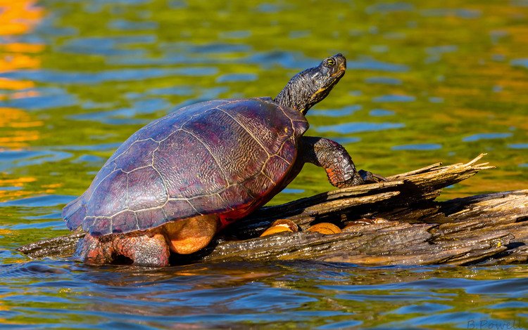 вода, природа, черепаха, панцирь, коряга, water, nature, turtle, shell, snag