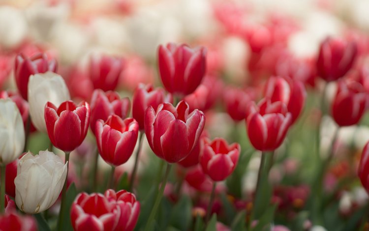 цветы, красные, весна, тюльпаны, белые, flowers, red, spring, tulips, white