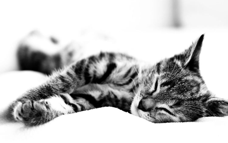 макро, животные, кошка, сон, фотография, macro, animals, cat, sleep, photo