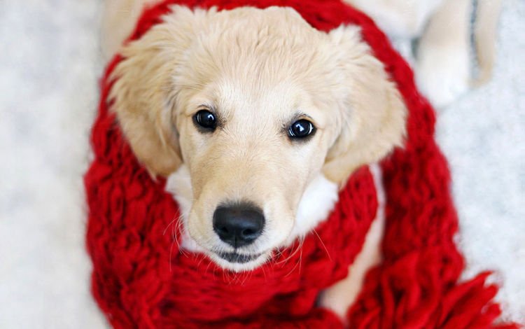 мордочка, взгляд, собака, щенок, шарф, muzzle, look, dog, puppy, scarf