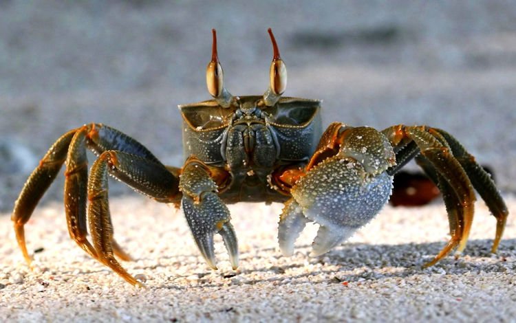 песок, пляж, краб, клешни, sand, beach, crab, claws