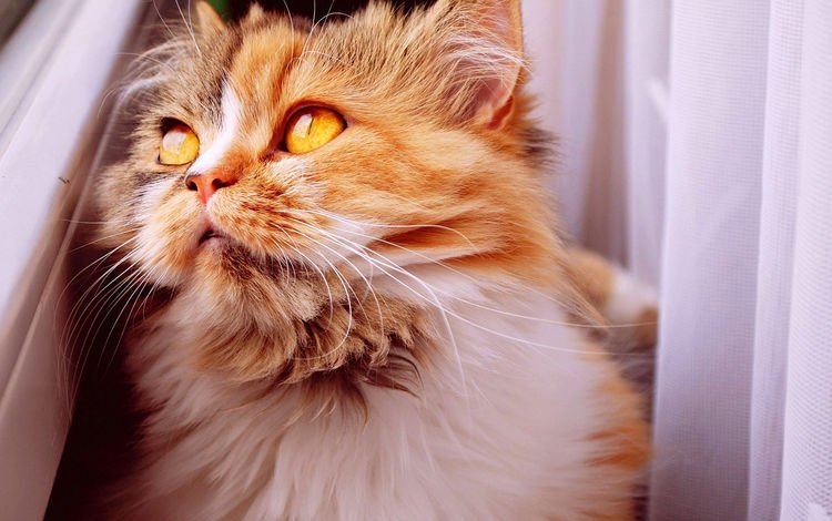 кот, мордочка, усы, кошка, взгляд, пушистый, рыжий, cat, muzzle, mustache, look, fluffy, red