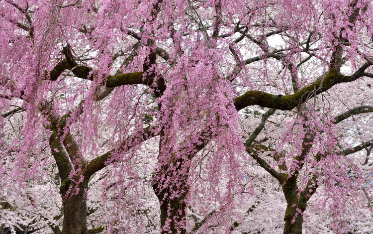 цветы, деревья, цветение, ветки, весна, сакура, flowers, trees, flowering, branches, spring, sakura