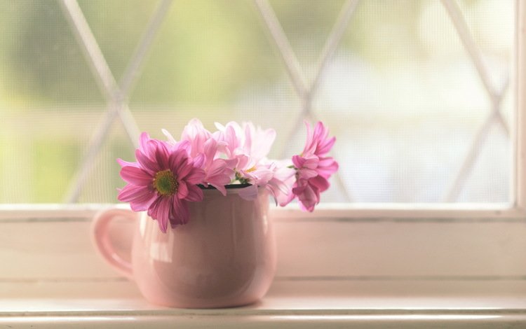 цветы, лепестки, кружка, розовые, окно, букетик, подоконник, flowers, petals, mug, pink, window, a bunch, sill