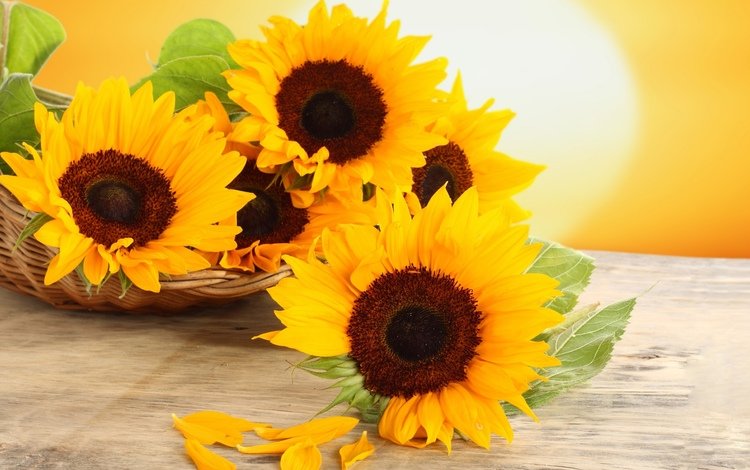 цветы, лепестки, стол, корзина, подсолнухи, желтые, flowers, petals, table, basket, sunflowers, yellow
