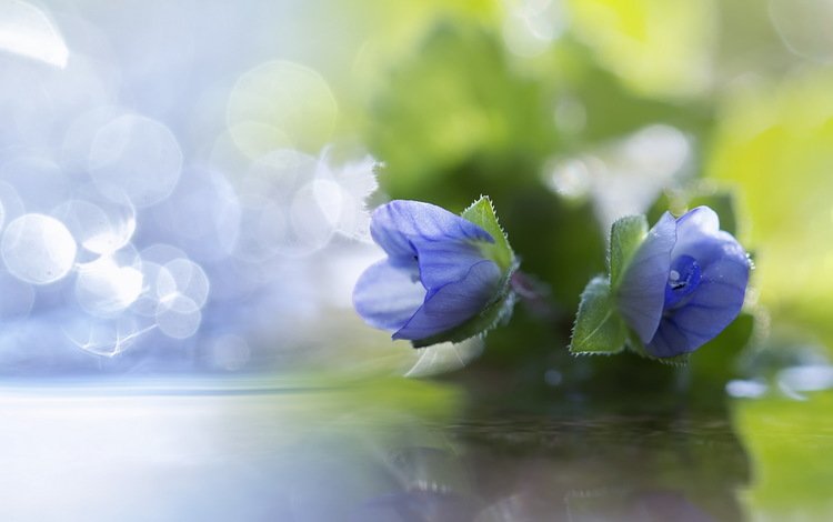 цветы, макро, лепестки, синие, боке, flowers, macro, petals, blue, bokeh