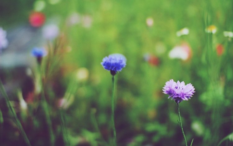 цветы, синий, лепестки, лиловый, васильки, полевые цветы, сиреневый, flowers, blue, petals, purple, cornflowers, wildflowers, lilac