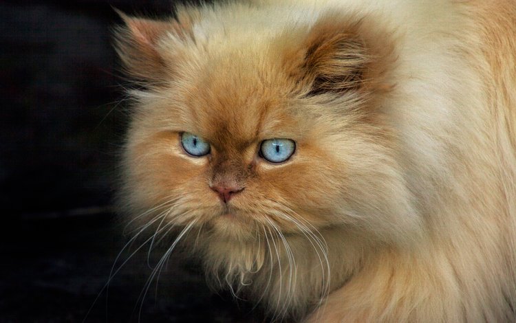 кот, мордочка, кошка, пушистый, черный фон, голубые глаза, персидская, cat, muzzle, fluffy, black background, blue eyes, persian