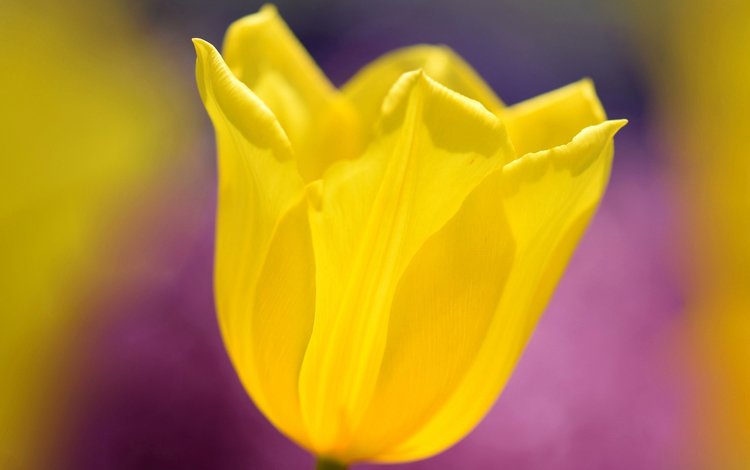 желтый, макро, цветок, весна, тюльпан, yellow, macro, flower, spring, tulip