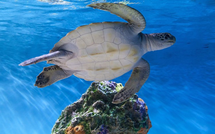 вода, море, черепаха, океан, подводный мир, морская черепаха, water, sea, turtle, the ocean, underwater world, sea turtle
