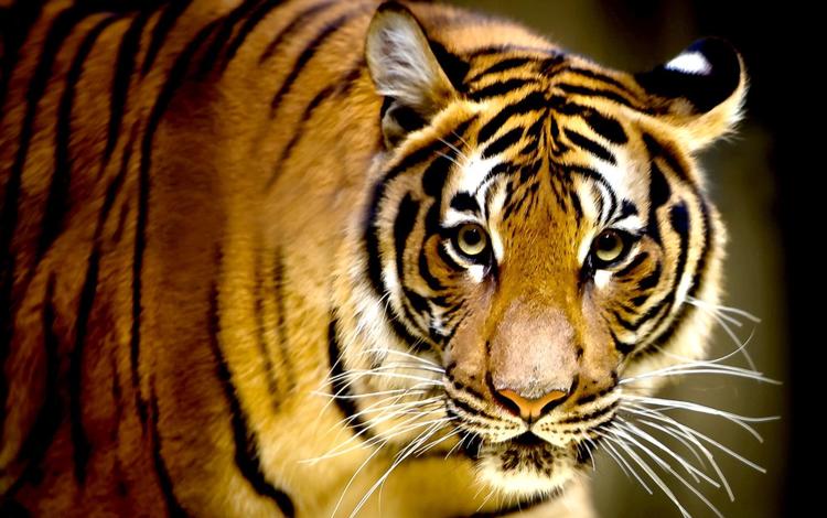 тигр, морда, усы, кошка, взгляд, хищник, tiger, face, mustache, cat, look, predator
