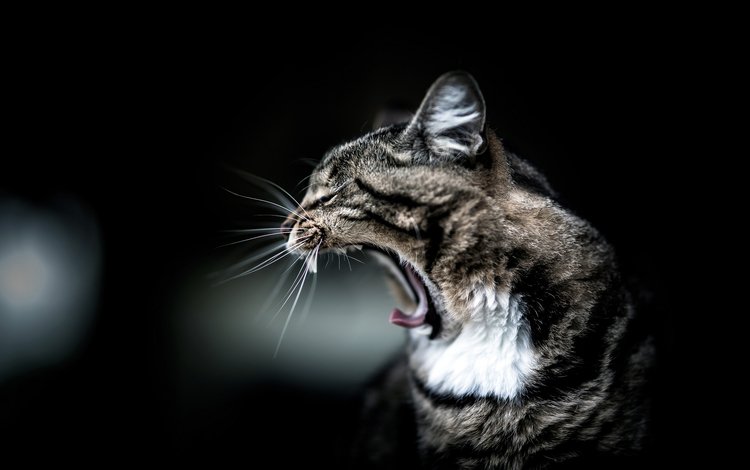 кот, мордочка, кошка, профиль, уши, зевает, cat, muzzle, profile, ears, yawns