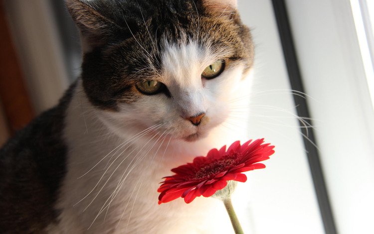цветок, кот, мордочка, усы, лепестки, кошка, взгляд, гербера, flower, cat, muzzle, mustache, petals, look, gerbera