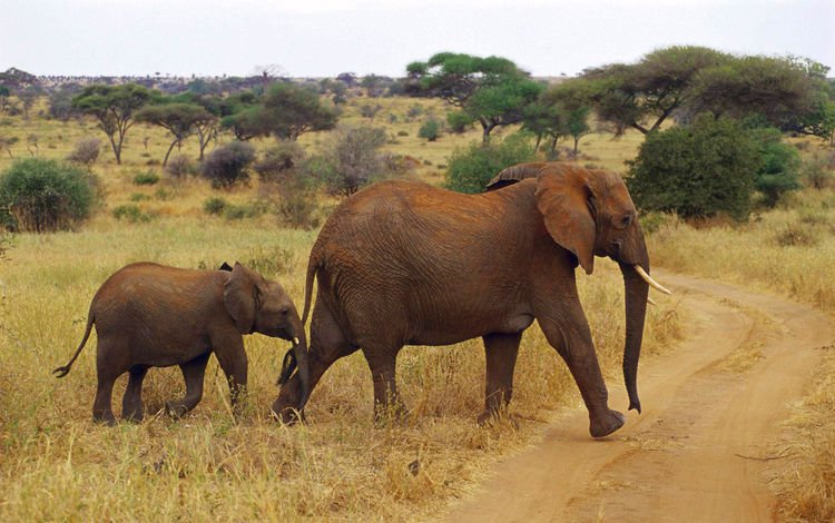 африка, национальный парк серенгети, уши, слоны, хобот, слоненок, бивни, танзания, мусаби, africa, serengeti national park, ears, elephants, trunk, elephant, tusks, tanzania, musubi
