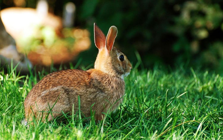 трава, заяц, зайчик, grass, hare, bunny
