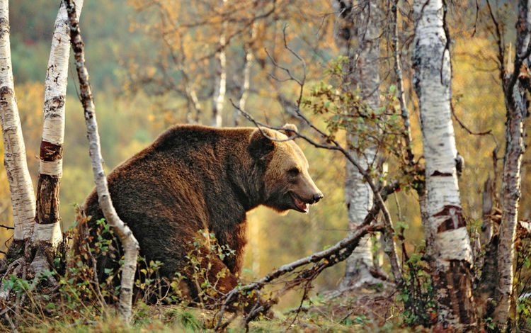 деревья, лес, осень, медведь, бурый медведь, trees, forest, autumn, bear, brown bear