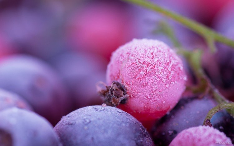 макро, иней, ягоды, смородина, macro, frost, berries, currants