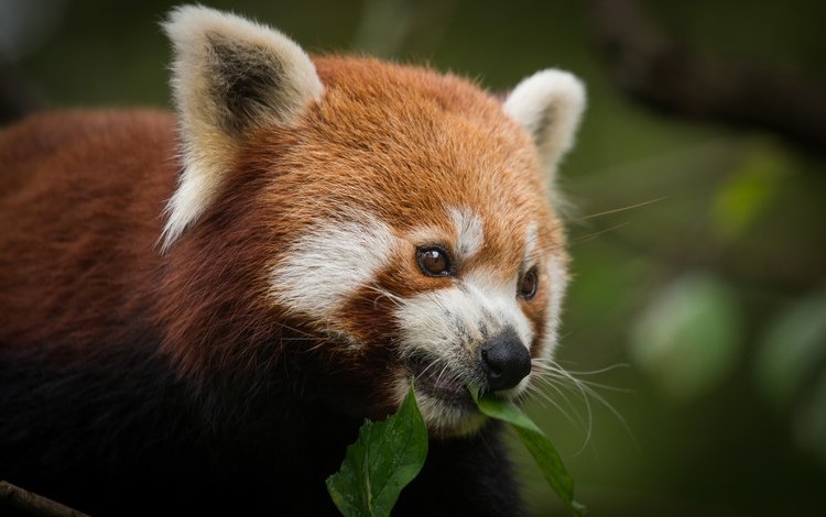 морда, листок, фаерфокс, красная панда, малая панда, face, leaf, firefox, red panda