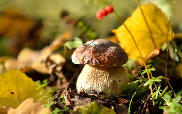 природа, осень, гриб, ягоды, белый гриб, осенние листья, nature, autumn, mushroom, berries, white mushroom, autumn leaves
