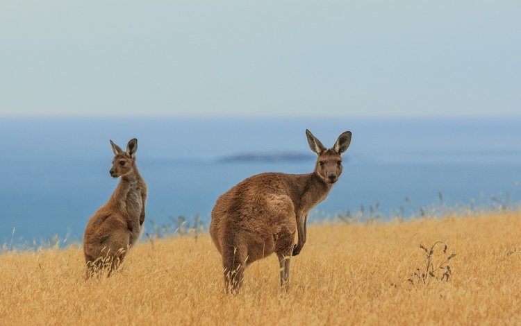 кенгуру, kangaroo