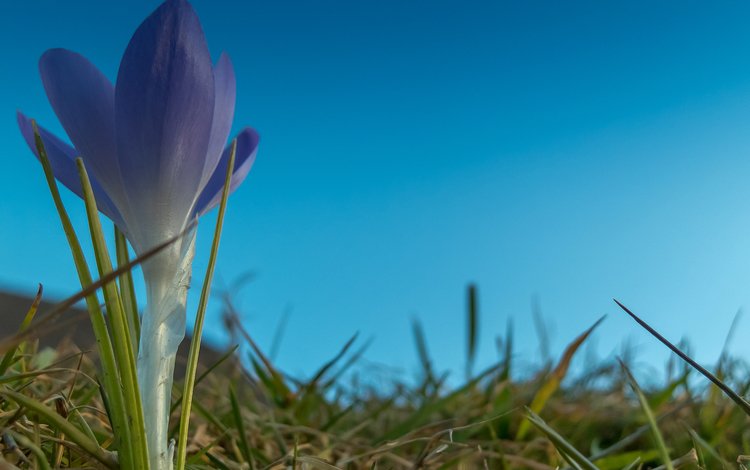 небо, трава, цветок, лепестки, крокус, the sky, grass, flower, petals, krokus