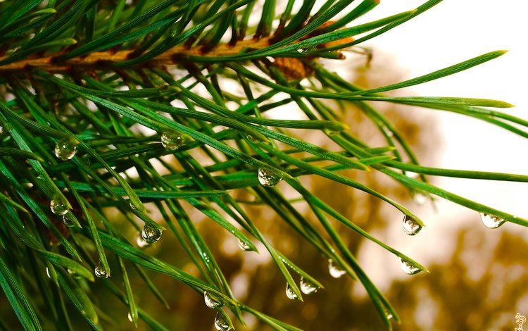 природа, сосна, елка, зелень, хвоя, макро, капли, ель, дождь, nature, pine, tree, greens, needles, macro, drops, spruce, rain