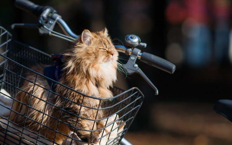 кот, мордочка, кошка, корзина, велосипед, ben torode, дейзи, cat, muzzle, basket, bike, daisy