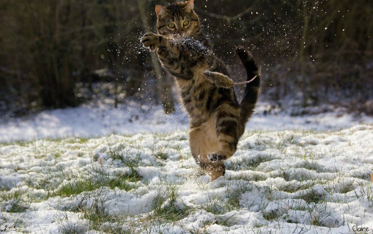 снег, зима, кот, мышка, кунг-фу, snow, winter, cat, mouse, kung fu