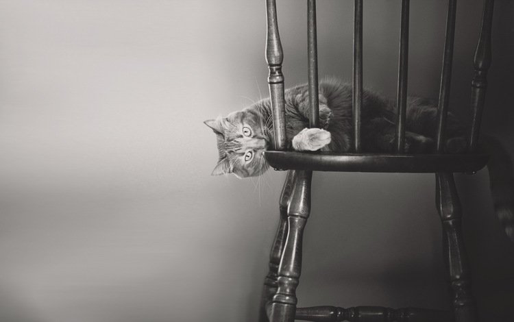 кот, мордочка, кошка, взгляд, чёрно-белое, стул, лапки, cat, muzzle, look, black and white, chair, legs