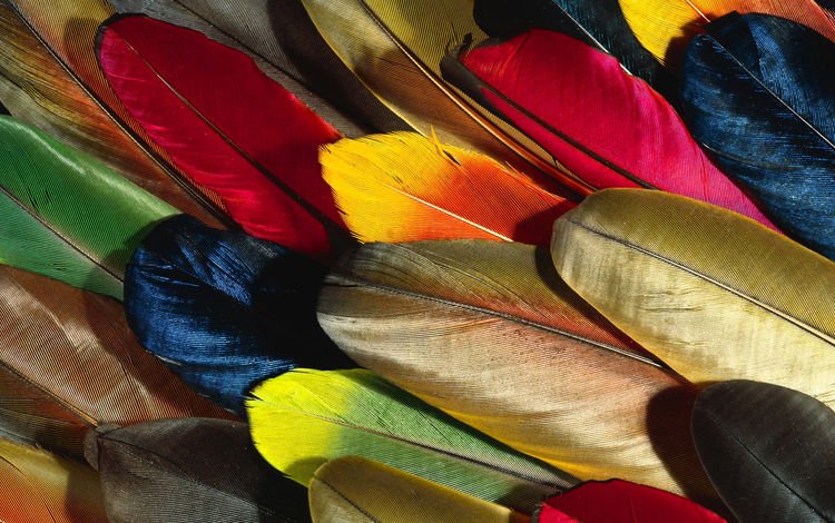 разноцветные, перья, красивые, перо, перышко, colorful, feathers, beautiful, pen, a feather