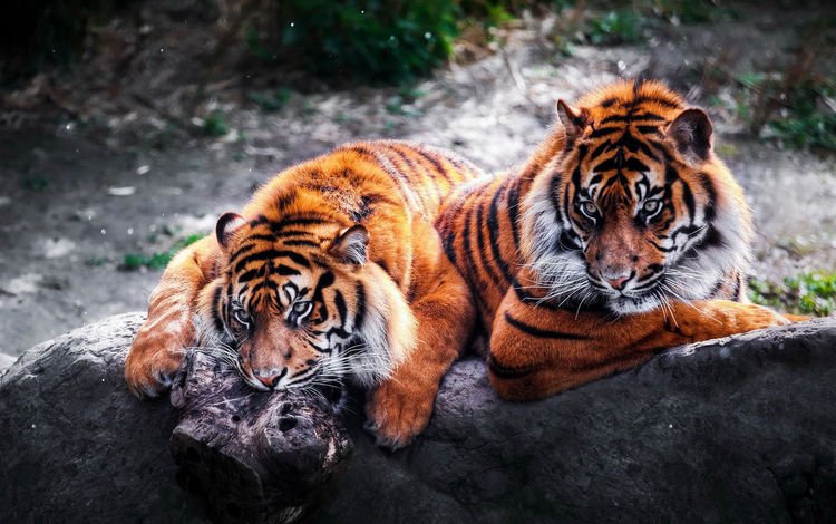 тигр, хищники, большие кошки, тигры, tiger, predators, big cats, tigers