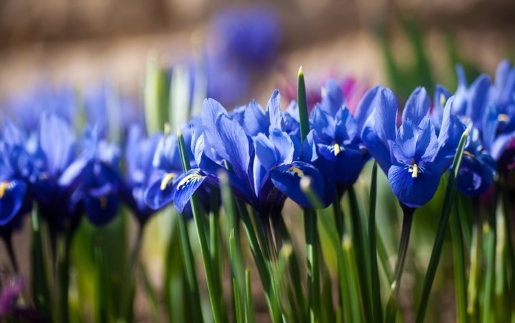 цветы, синие, ирисы, боке, касатик, flowers, blue, irises, bokeh, iris