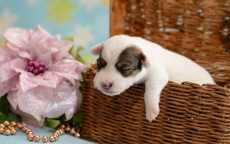 цветок, сон, собака, щенок, корзина, бусы, джек-рассел-терьер, flower, sleep, dog, puppy, basket, beads, jack russell terrier
