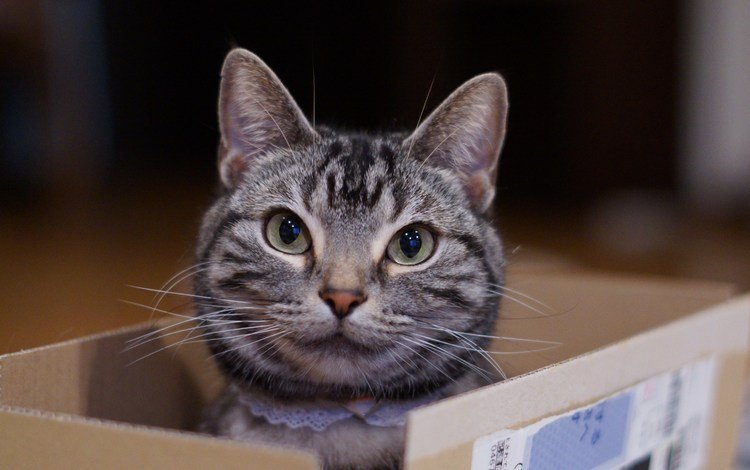 глаза, кот, мордочка, усы, кошка, взгляд, коробка, eyes, cat, muzzle, mustache, look, box