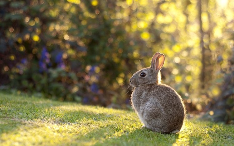 свет, газон, трава, боке, природа, зайц, луг, кролик, уши, малыш, заяц, light, lawn, grass, bokeh, nature, meadow, rabbit, ears, baby, hare