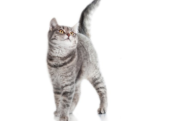 фон, кот, белый, серый, полосатый, background, cat, white, grey, striped