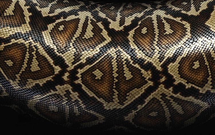рисунок, змея, кожа, расцветка, питон, змеиная кожа, figure, snake, leather, colors, python, snakeskin