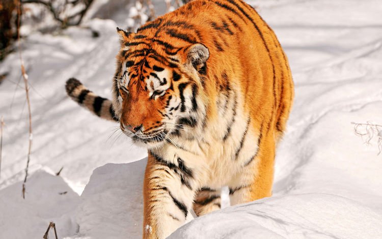 тигр, снег, хищник, прогулка, амурский тигр, tiger, snow, predator, walk, the amur tiger