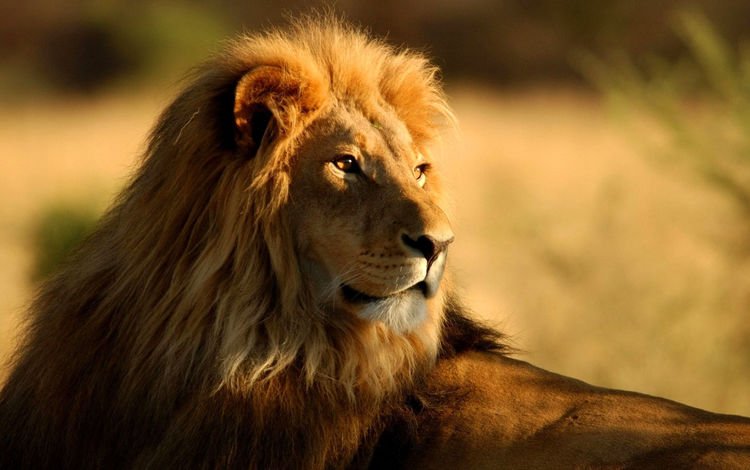 природа, взгляд, хищник, большая кошка, лев, грива, царь зверей, nature, look, predator, big cat, leo, mane, the king of beasts