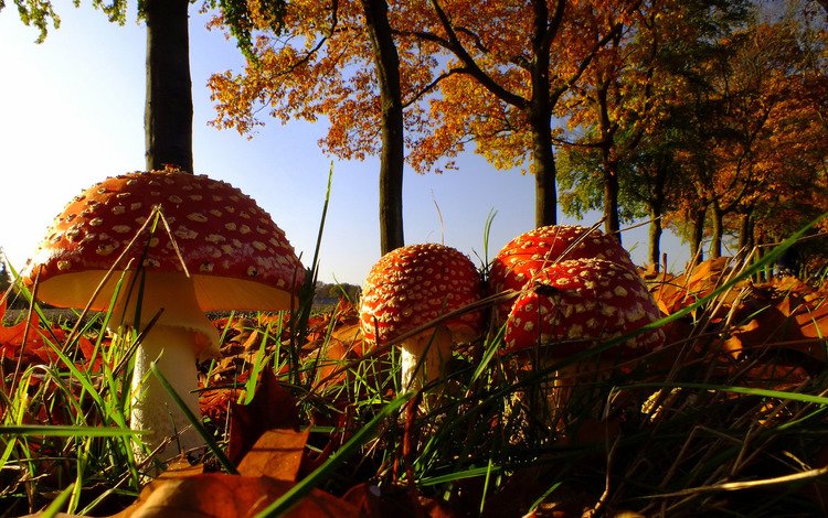 природа, листья, осень, грибы, мухомор, семейка, nature, leaves, autumn, mushrooms, mushroom, family