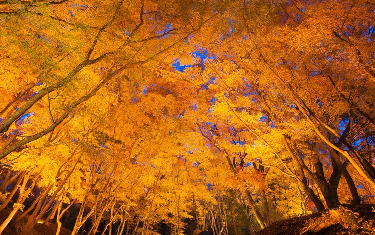 небо, деревья, листья, осень, the sky, trees, leaves, autumn