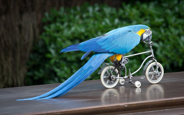 крылья, птица, клюв, перья, хвост, велосипед, попугай, ара, wings, bird, beak, feathers, tail, bike, parrot, ara